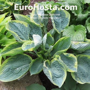 Hosta Lakeside Hazy Morn