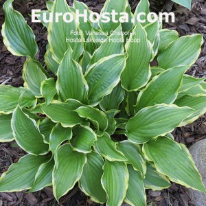 Hosta Lakeside Hoola Hoop