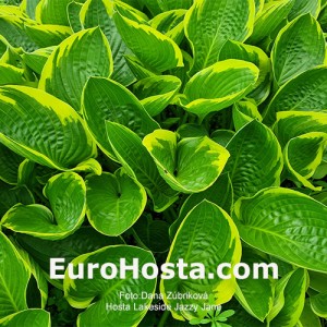 Hosta Lakeside Jazzy Jane