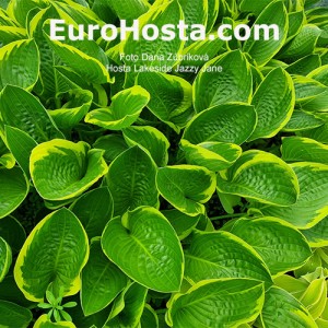 Hosta Lakeside Jazzy Jane