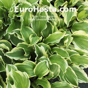 Hosta Lakeside Kaleidoscope - Eurohosta