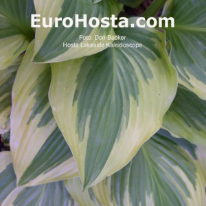 Hosta Lakeside Kaleidoscope - Eurohosta