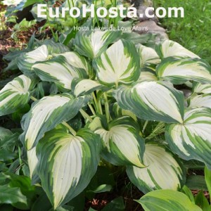 Hosta Lakeside Love Afairs