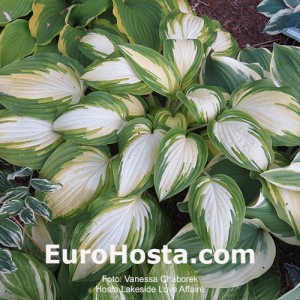 Hosta Lakeside Love Afairs