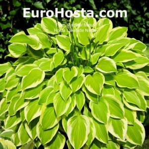 Hosta Lakeside Ninita
