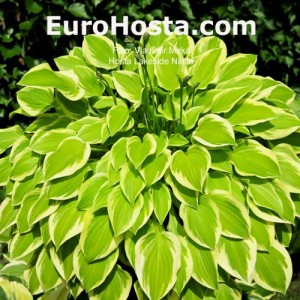 Hosta Lakeside Ninita