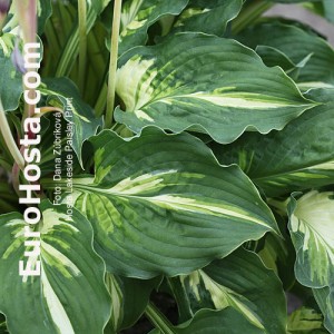 Hosta Lakeside Paisley Print - Eurohosta