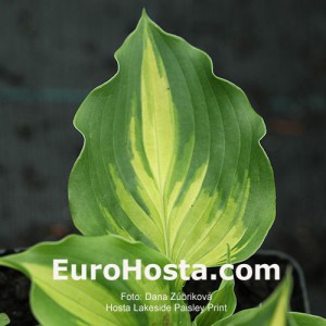 Hosta Lakeside Paisley Print - Eurohosta