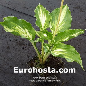 Hosta Lakeside Paisley Print 