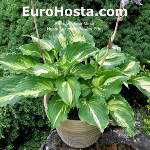 Hosta Lakeside Paisley Print 