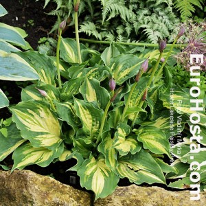 Hosta Lakeside Paisley Print - Eurohosta