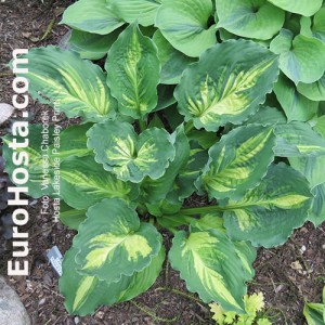 Hosta Lakeside Paisley Print 