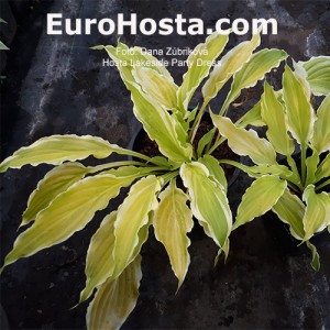 Hosta Lakeside Party dress