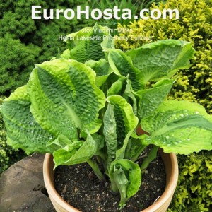 Hosta Lakeside Prophecy Fulfilled