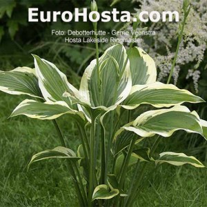 Hosta Lakeside Ring Master