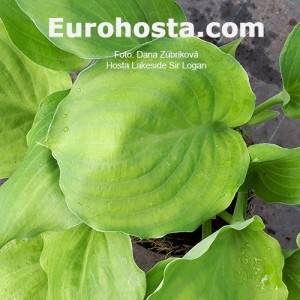 Hosta Lakeside Sir Logan