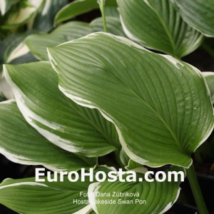 Hosta Lakeside Swan Pon