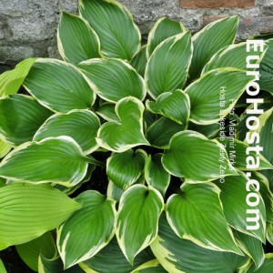 Hosta Lakeside Zesty Zeno - Eurohosta