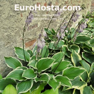 Hosta Lakeside Zesty Zeno - Eurohosta