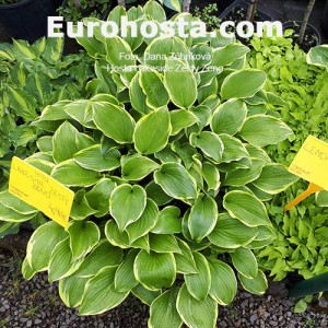 Hosta Lakeside Zesty Zeno - Eurohosta