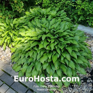 Hosta Lancifolia - Eurohosta