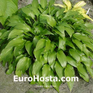 Hosta Lancifolia - Eurohosta
