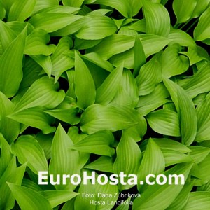Hosta Lancifolia - Eurohosta