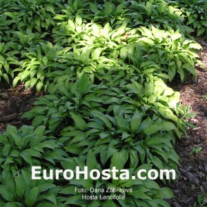 Hosta Lancifolia - Eurohosta