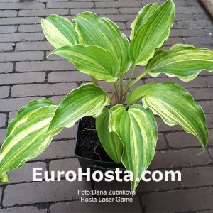 Hosta Laser Game