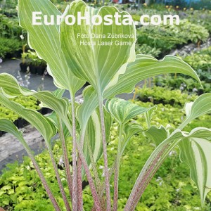 Hosta Laser Game