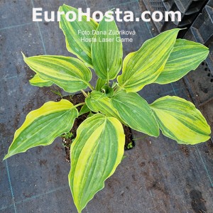 Hosta Laser Game