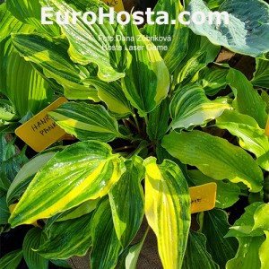 Hosta Laser Game