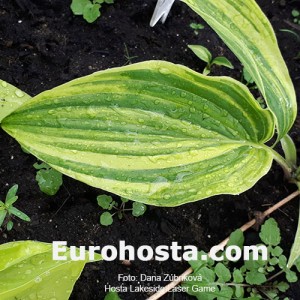 Hosta Laser Game