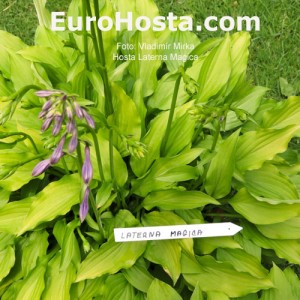 Hosta Laterna Magica