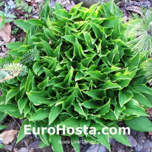 Hosta Lemon Delight - Eurohosta