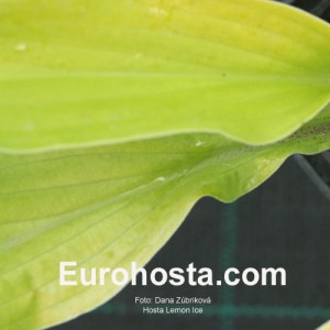 Hosta Lemon Ice