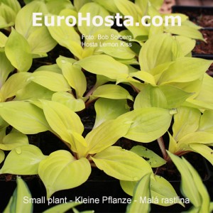 hosta Lemon Kiss