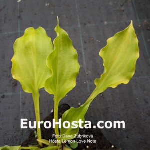 Hosta Lemon Love Note