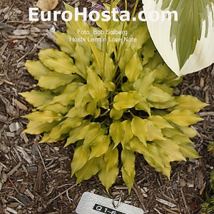 Hosta Lemon Love Note