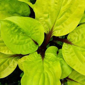 Hosta Lemon Snap