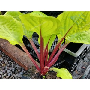 Hosta Lemon Snap