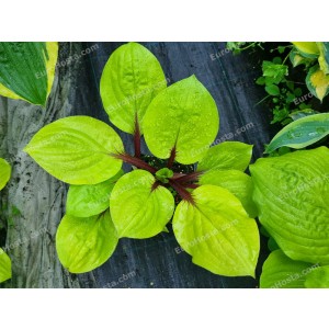 Hosta Lemon Snap