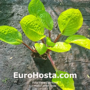 Hosta Lemon Snap