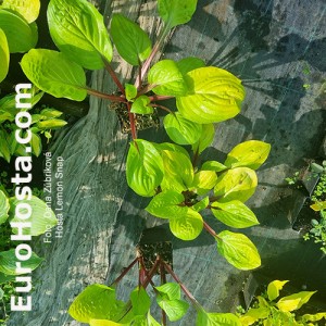 Hosta Lemon Snap