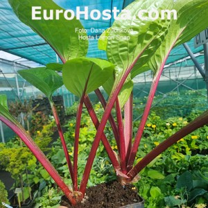 Hosta Lemon Snap