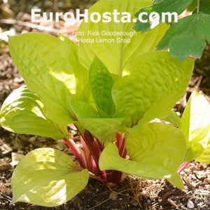 Hosta Lemon Snap