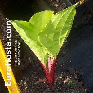 Hosta Lemon Snap