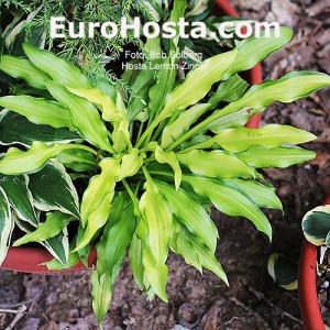 Hosta Lemon Zinger