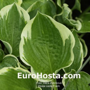 Hosta Leola Fraim - Eurohosta