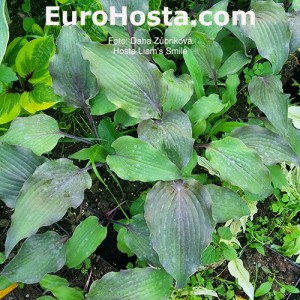 Hosta Liam's Smile